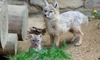 Szczenięce trio i majówka w Zoo Görlitz. Pierwsze potomstwo lisów stepowych w Naszym Zoo Görlitz-Zgorzelec.
