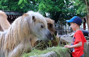 Boże Ciało oraz długi czerwcowy weekend w ZOO Görlitz: przygoda dla całej rodziny!