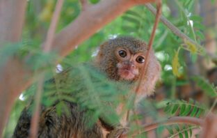 Najmniejsi ustępują miejsca większym – wyprowadzka pigmejek z Zoo Görlitz-Zgorzelec z powodu planowanych prac budowlanych