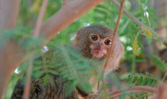 Najmniejsi ustępują miejsca większym – wyprowadzka pigmejek z Zoo Görlitz-Zgorzelec z powodu planowanych prac budowlanych