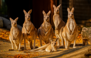 50% zniżki na wstęp do Zoo Görlitz w poniedziałki
